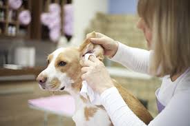 10 Conseils pour une Hygiène Irréprochable de Votre Chien