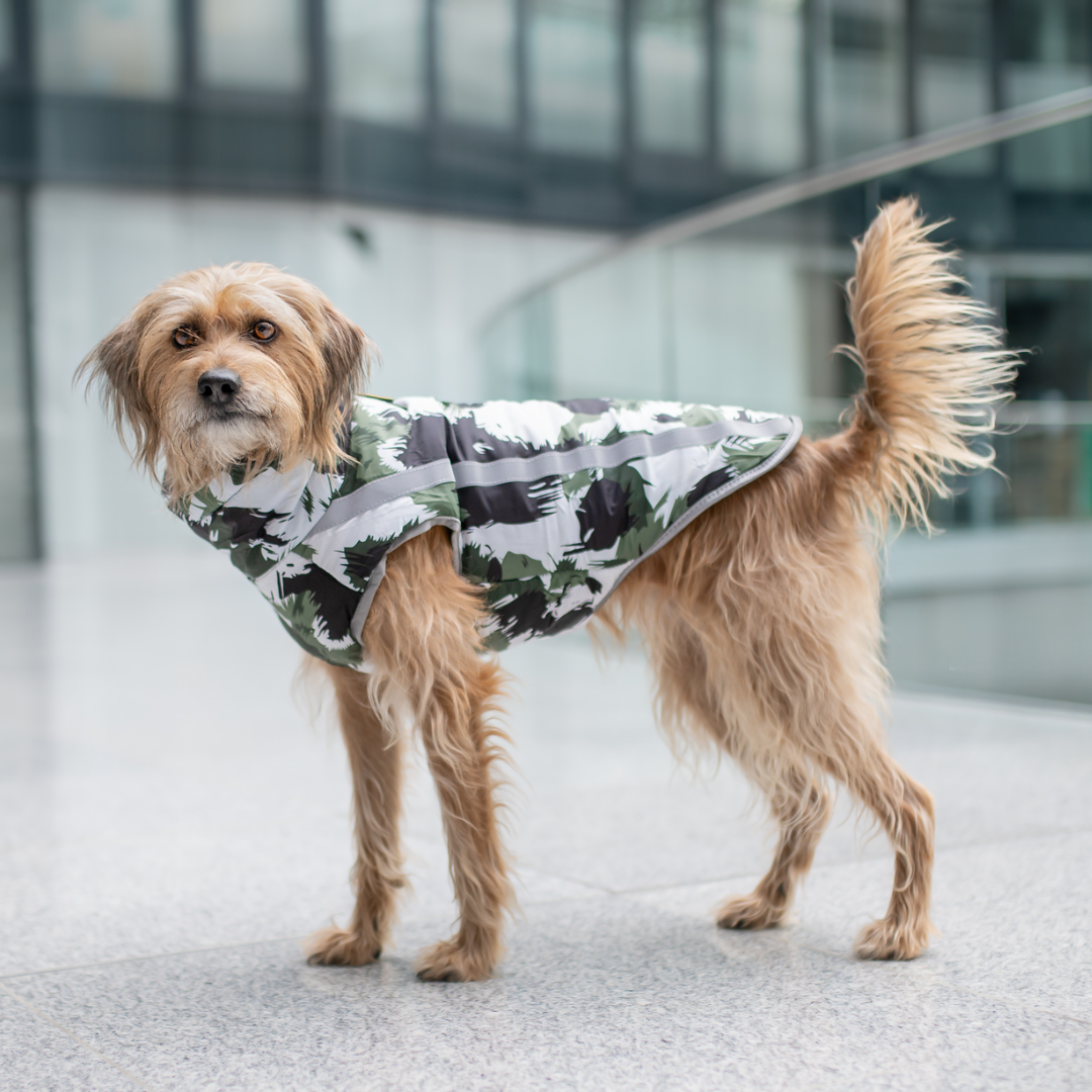 Manteau pour chien Active+ Thermo™